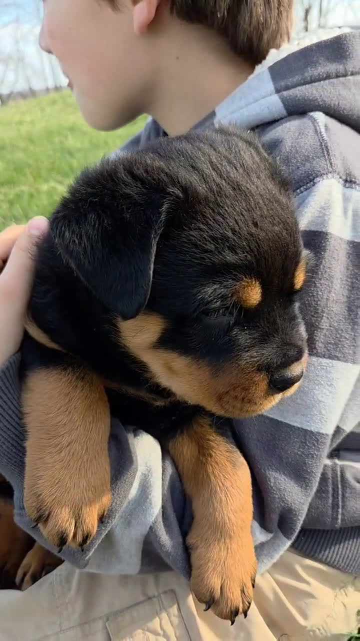 Rottweiler dogs for sale: Mr Bubba - Video 1