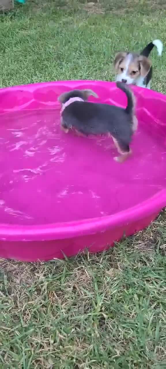 Mixed Breed dogs for sale: Rue - Female - Gray / Brown - Video 2