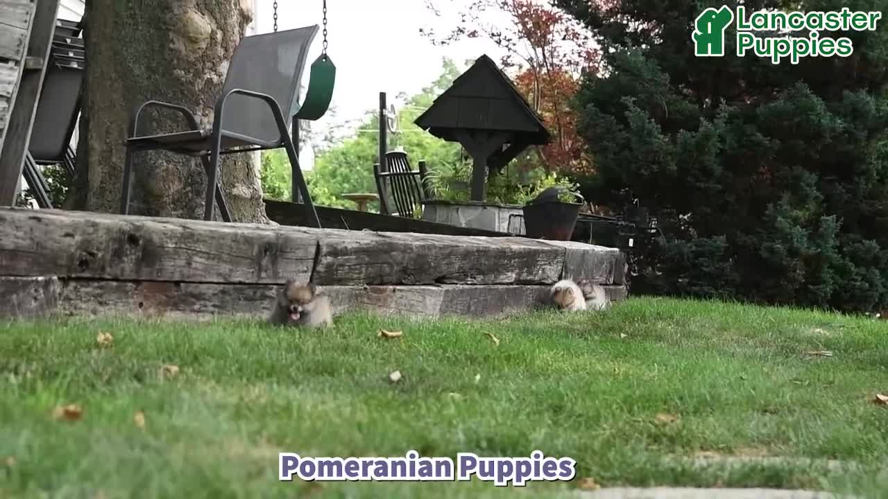 Pomeranian dogs for sale: Ranger - Video 1