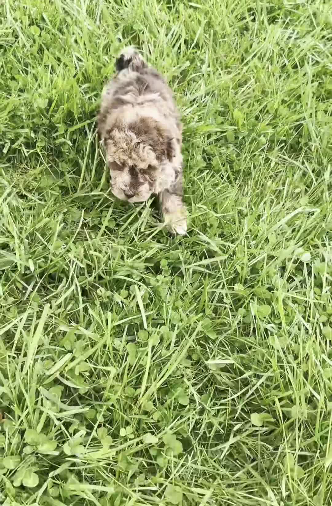 Toy Poodle dogs for sale: Discover AKC - Video 1