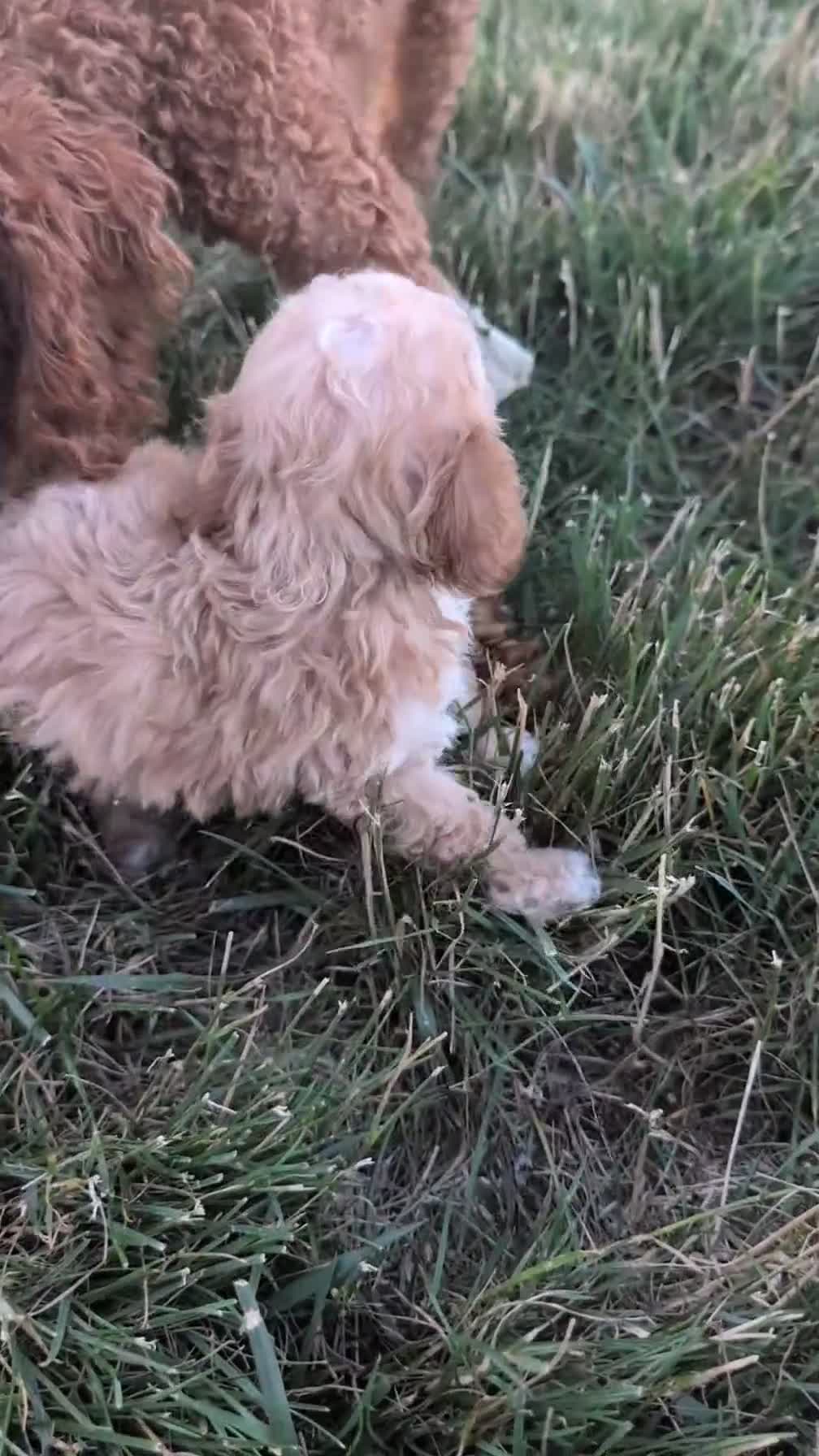 Miniature Poodle dogs for sale: Helix  - Video 1