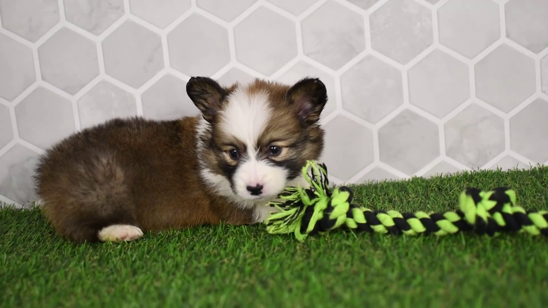 Welsh Corgi Pembroke dogs for sale: Luna 2507 - Video 1