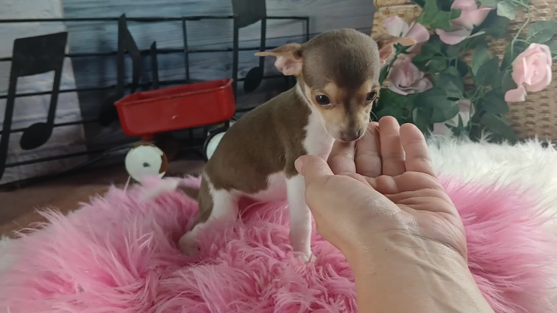 Chihuahua dogs for sale: Teacup chocolate female Chihuahua. Hand delivery  - Video 1