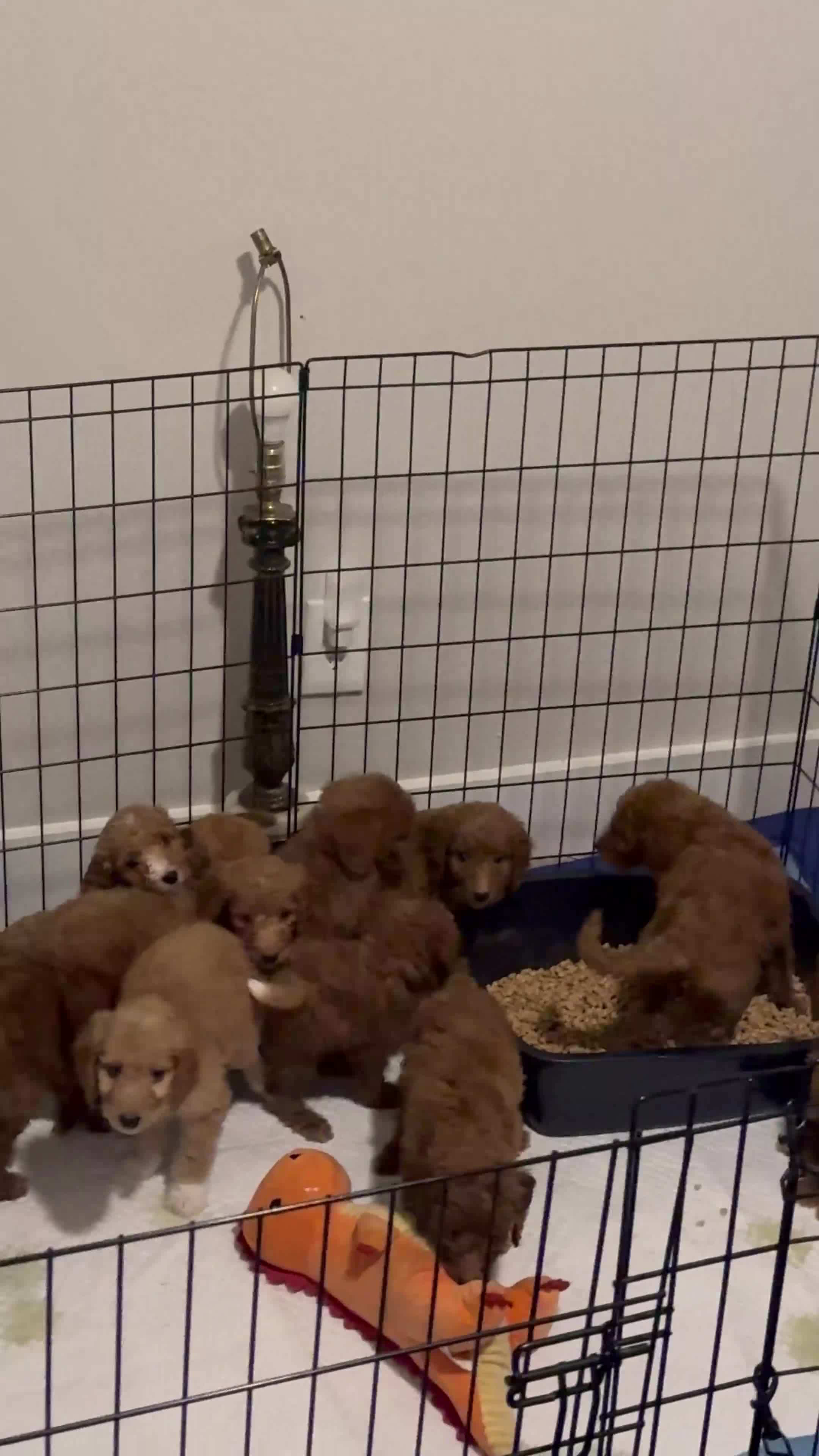 Standard Poodle dogs for sale: Lil Scrappy - Video 1