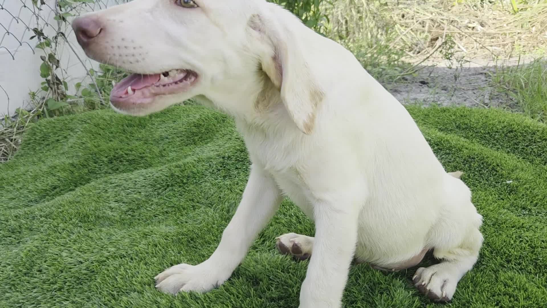 Labrador Retriever dogs for sale: Dan - Video 1