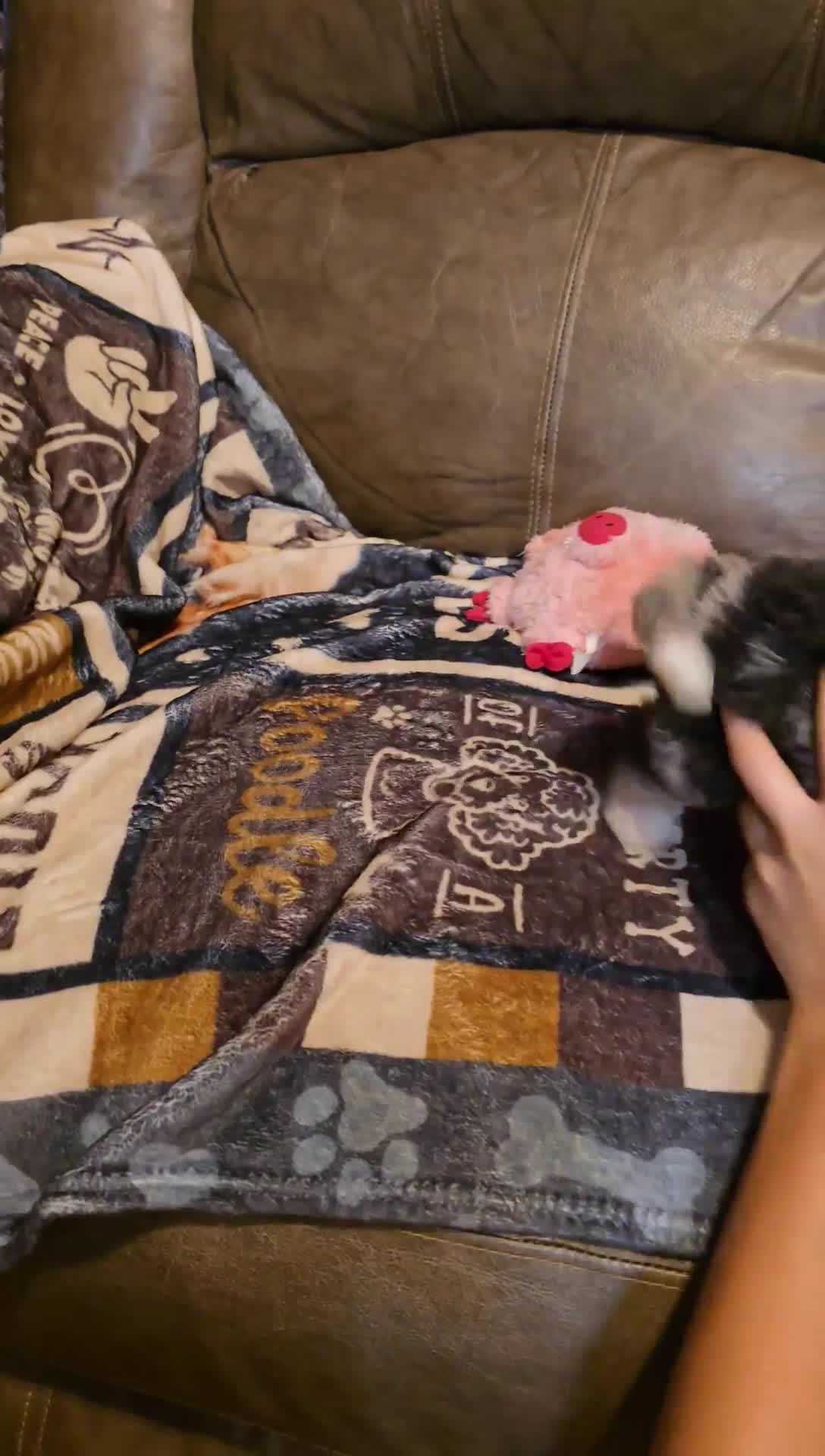 Mini Bernedoodle dogs for sale: Mini Bernedoodle "Stormy" - Video 1