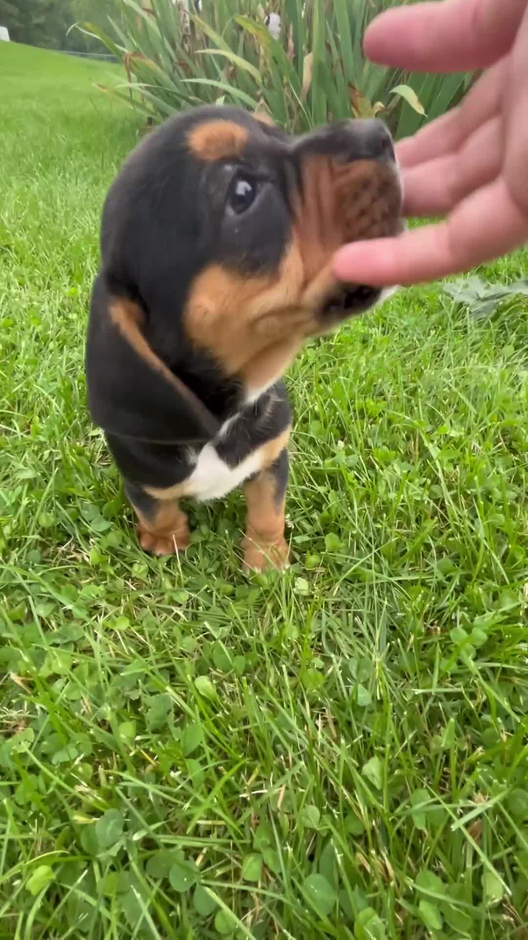 Beabull dogs for sale: Diesel - Video 1