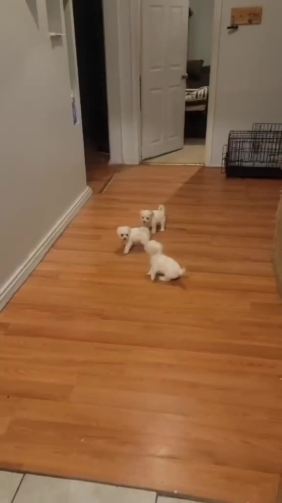 Bichon Frise dogs for sale: Bichon Frise 1 - Video 3