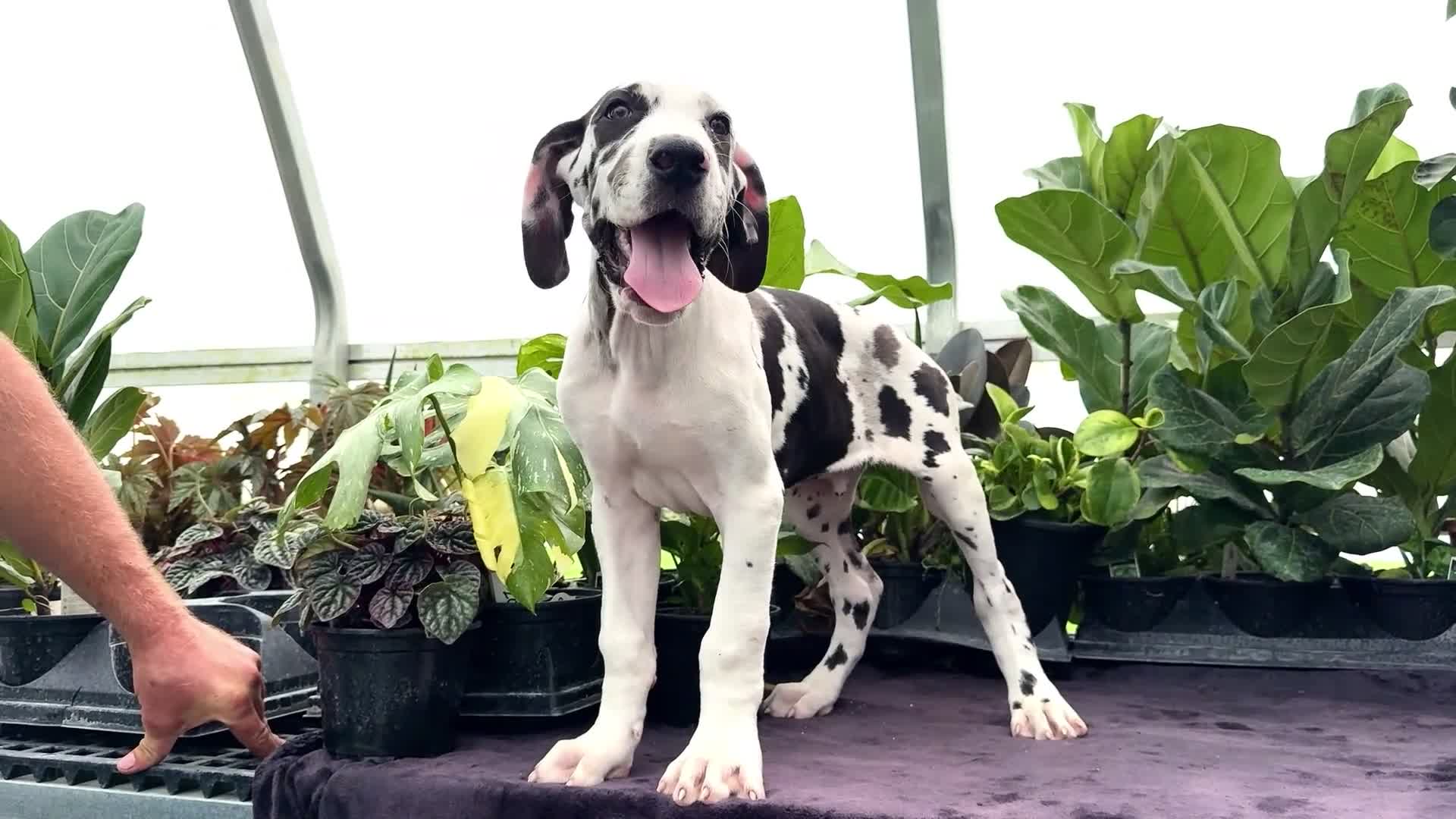 Great Dane dogs for sale: Chester - Video 1
