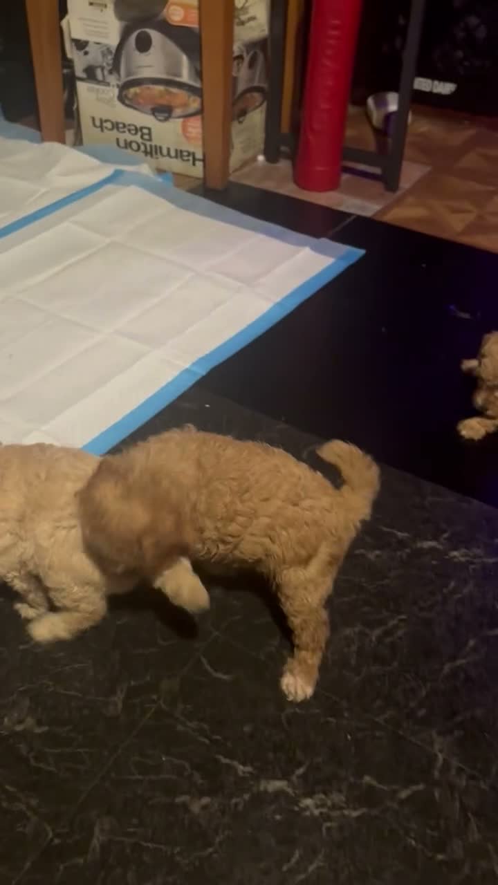 Mini Goldendoodle dogs for sale: Blessed  - Video 1