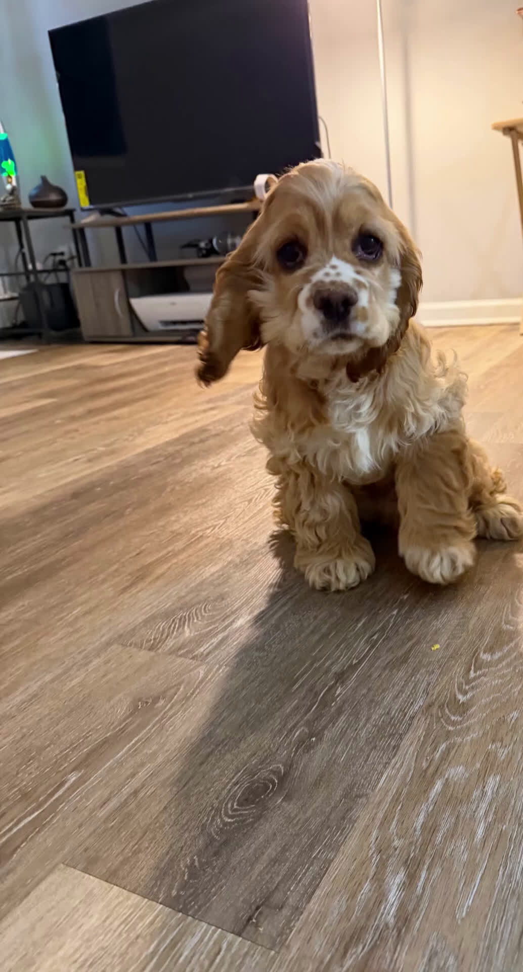 Cocker Spaniel dogs for sale: Byrce - Video 6