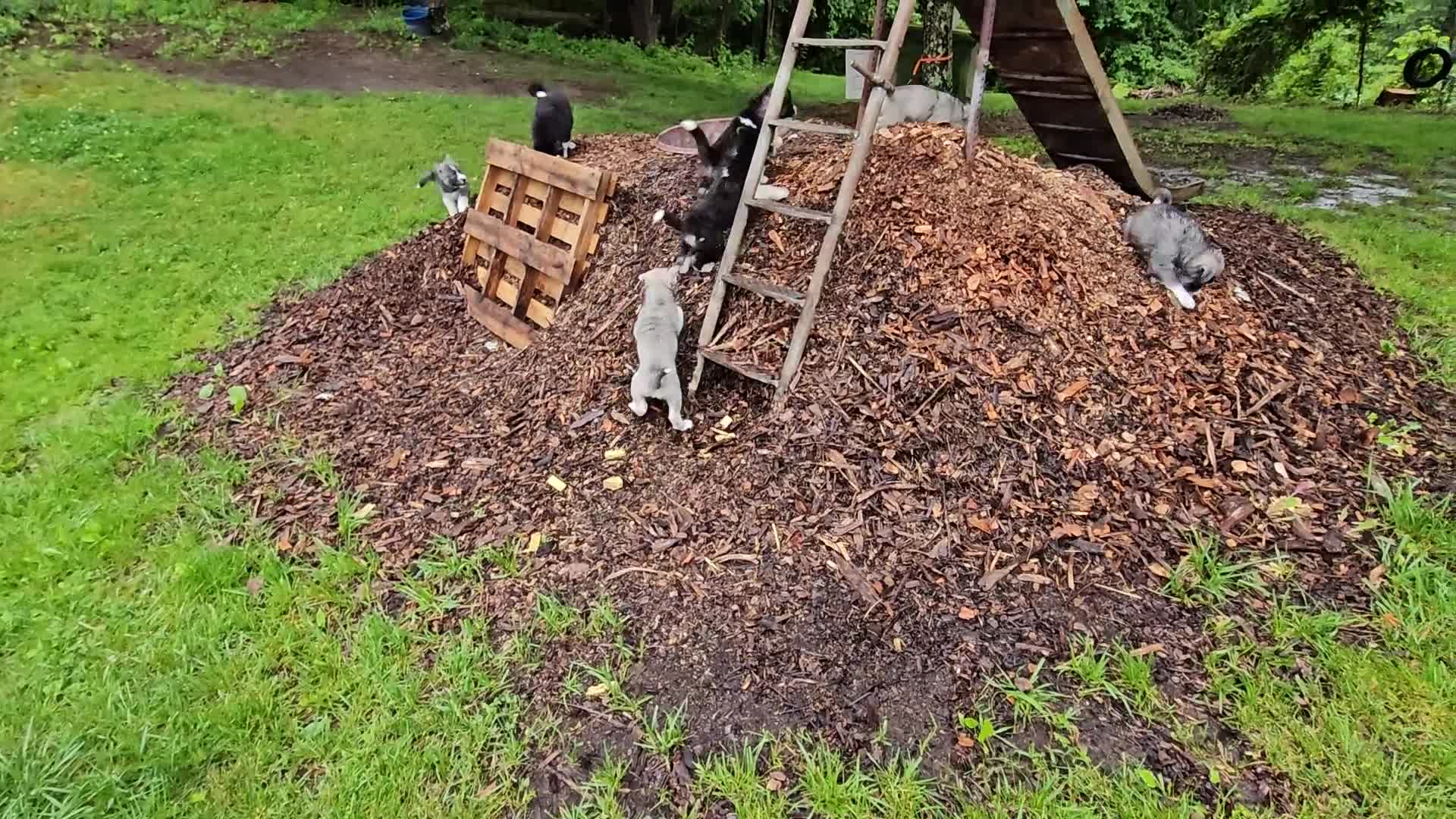 Mixed Breed dogs for sale: Dopey - Video 1