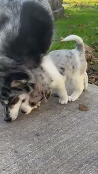Mixed Breed dogs for sale: Molly - Video 1