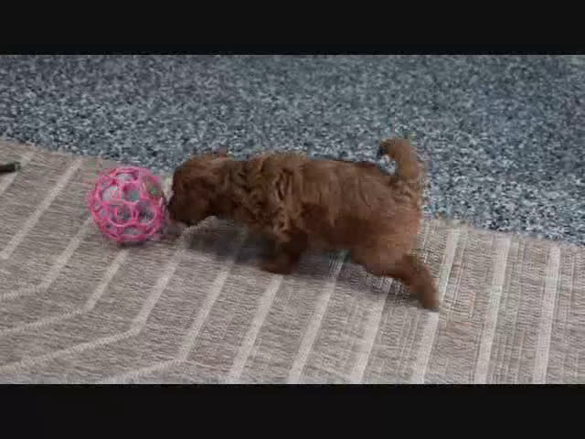 Mini Goldendoodle dogs for sale: Bella - Video 4