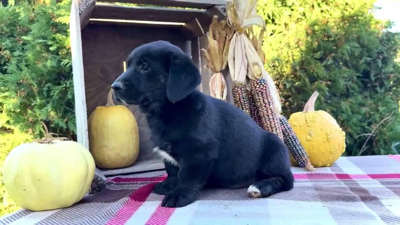 Mixed Breed dogs for sale: Remi Golden Corgi - Video 1