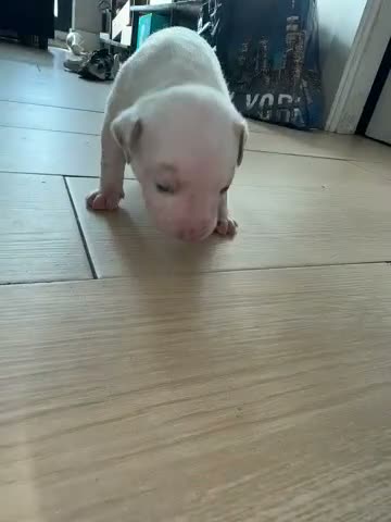 Mixed Breed dogs for sale: Mixed Breed 2 - Video 1