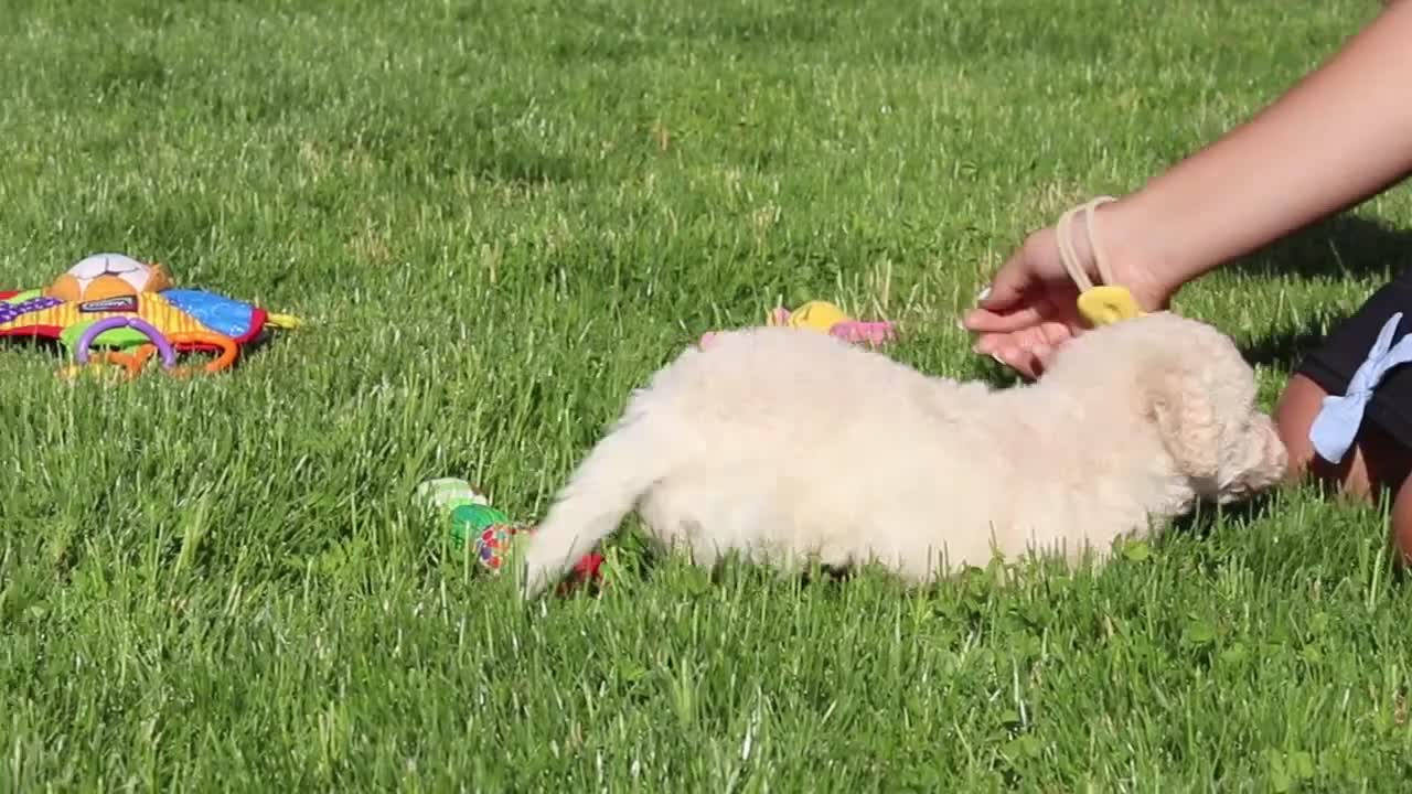 Bichpoo dogs for sale: Callie - Video 1