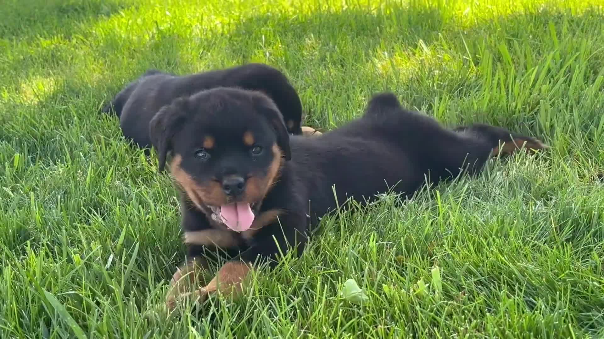 Rottweiler dogs for sale: Dutin - Video 1
