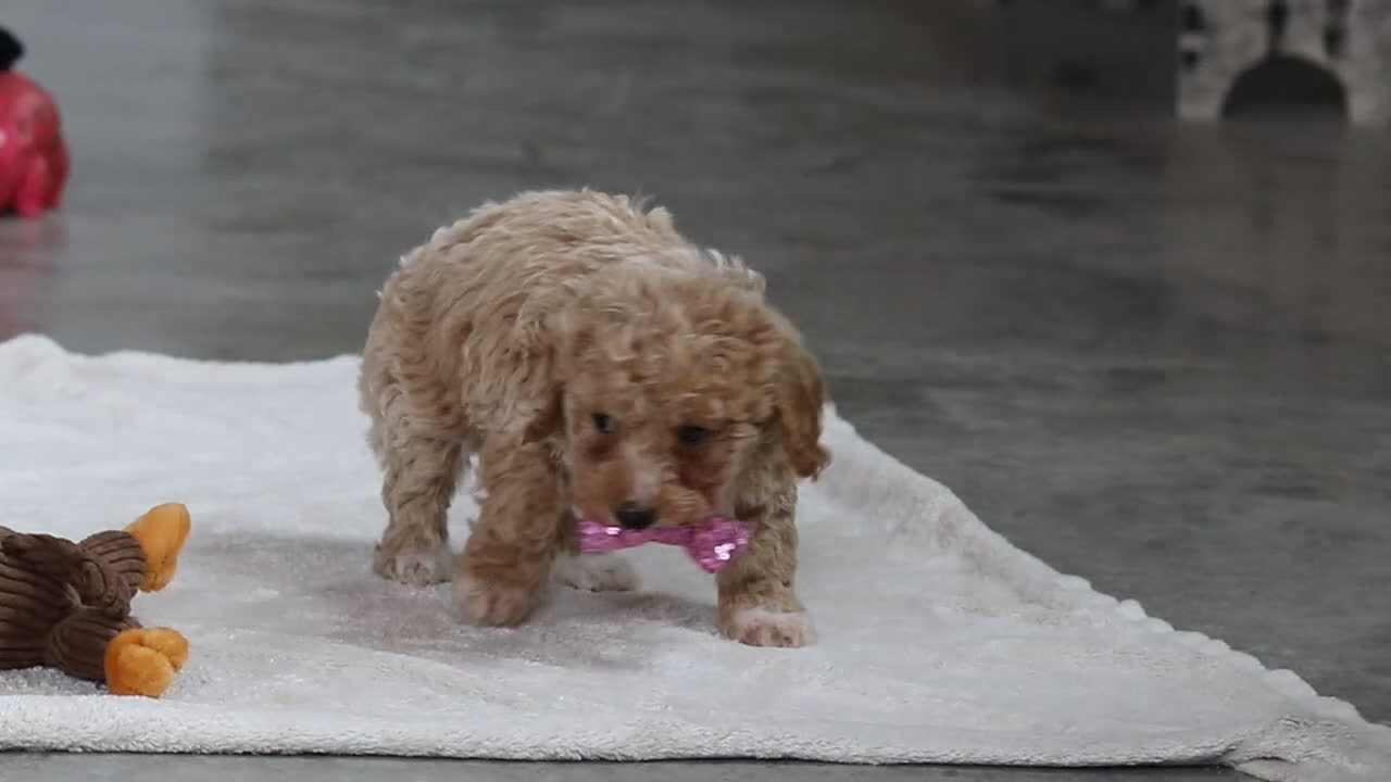 Bichpoo dogs for sale: Remi - Video 2