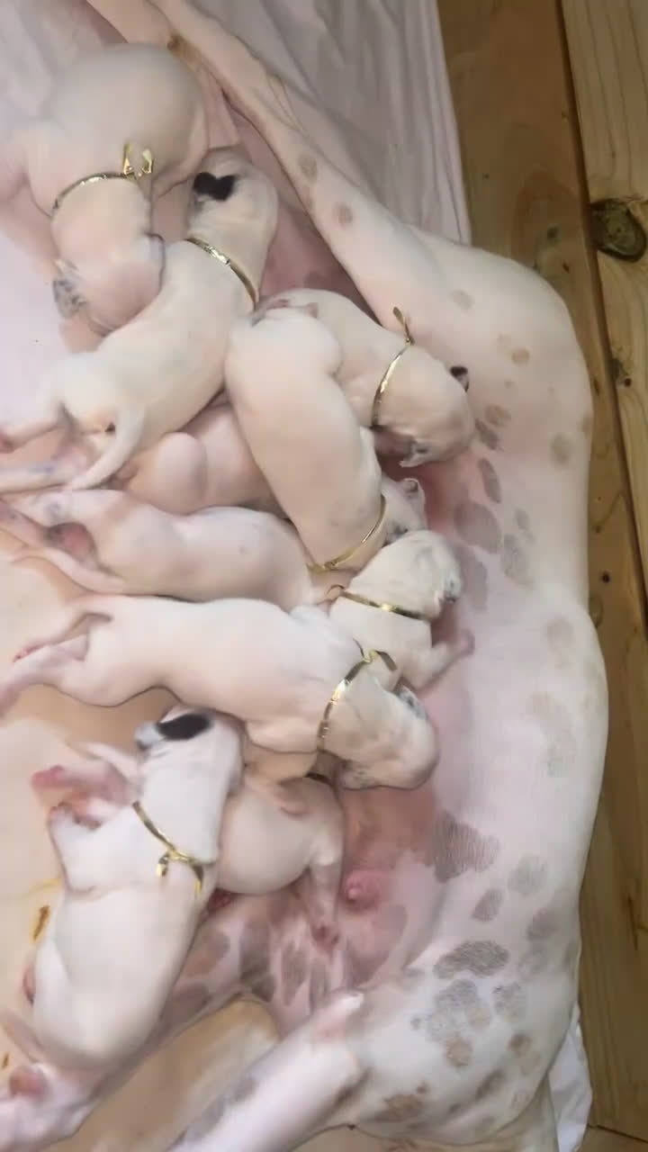 Dalmatian dogs for sale: Dalmatian Puppy 1 - Video 2