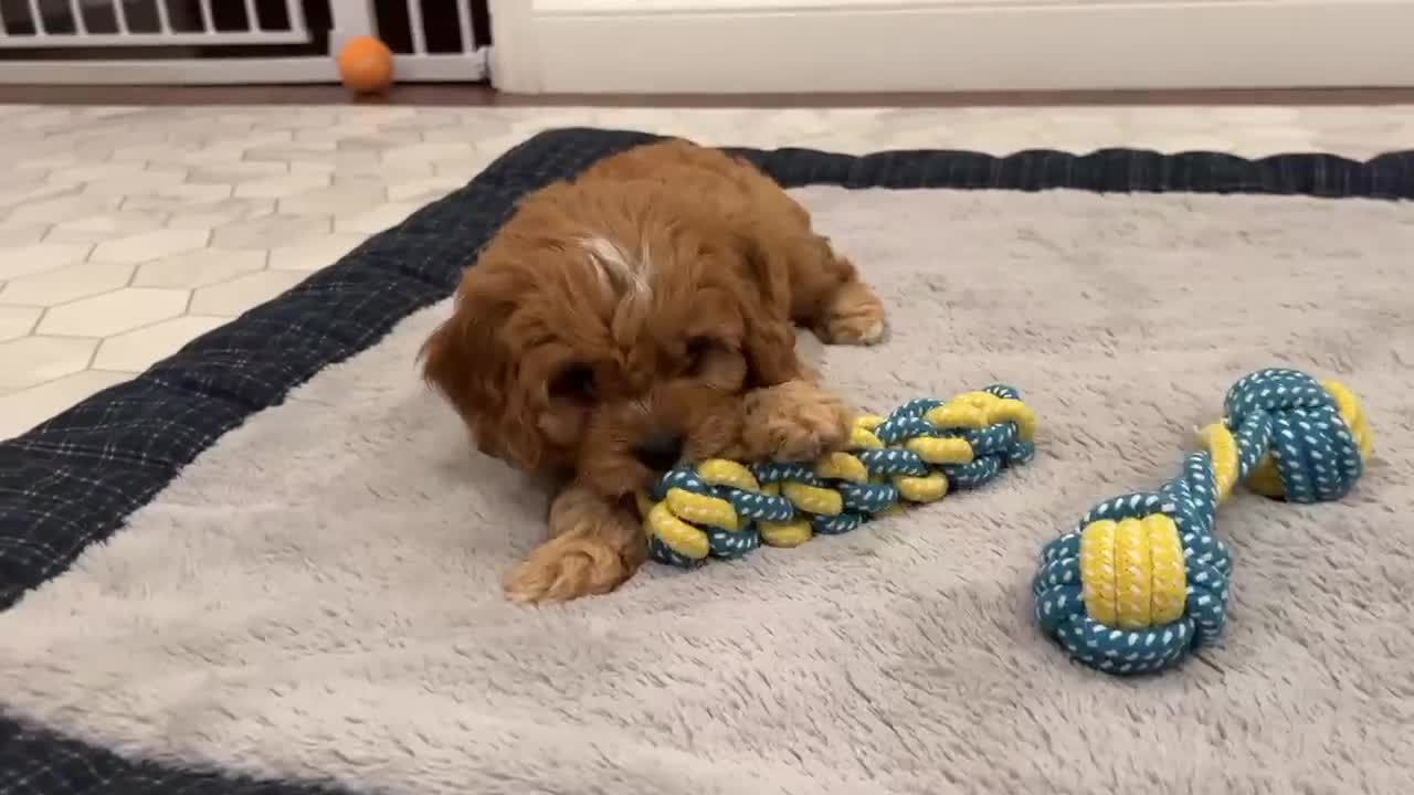 Cavapoo dogs for sale: Fletcher - Video 1