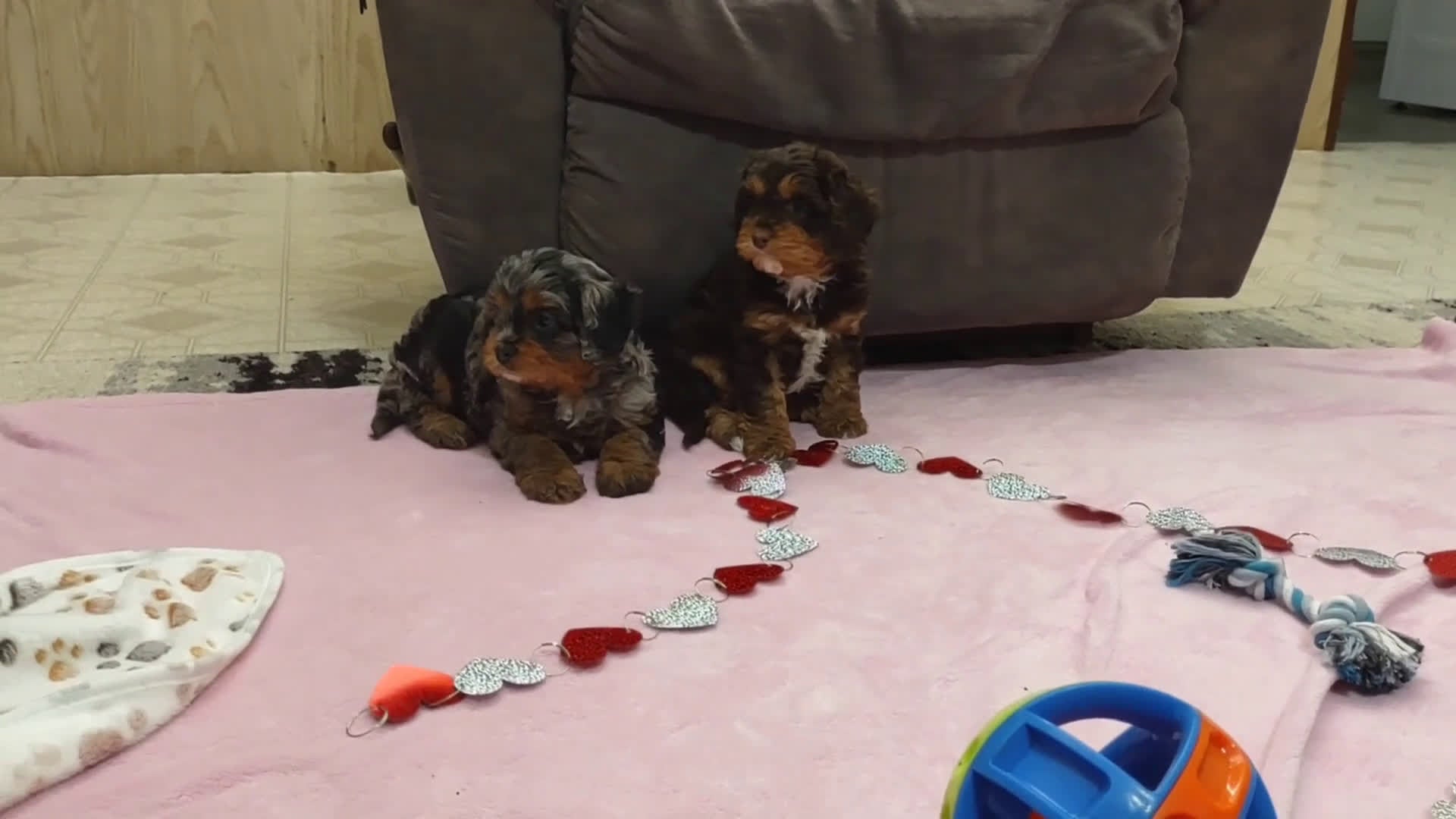 Cavapoo dogs for sale: Tessa - Video 1