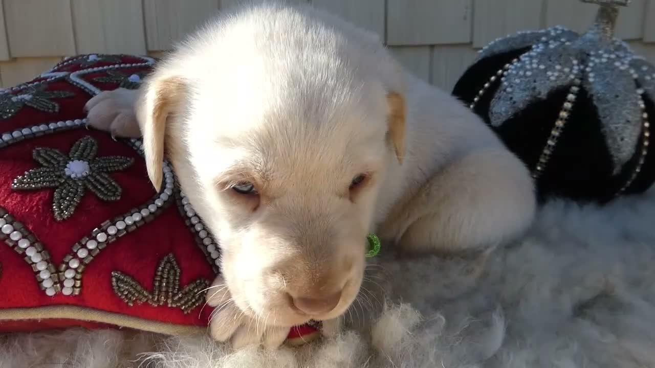 Labrador Retriever dogs for sale: Labrador Retriever 6 Brinkley - Video 1