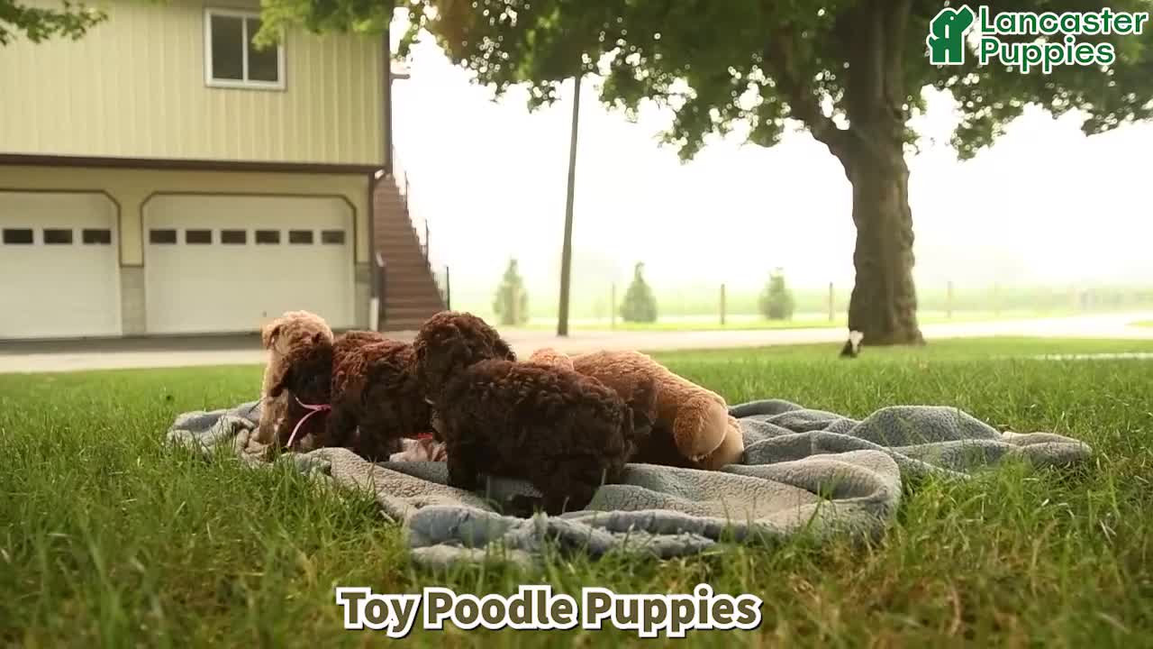 Toy Poodle dogs for sale: Gracie - Video 1