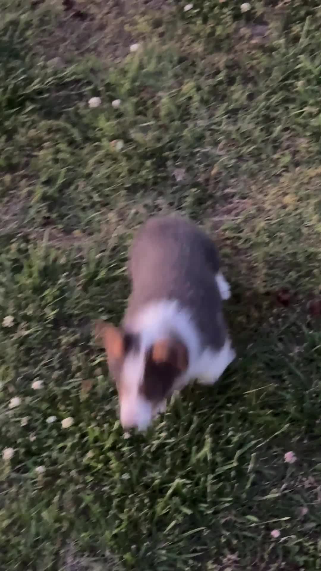American Corgi dogs for sale: American Corgi Puppy 1 - Video 1