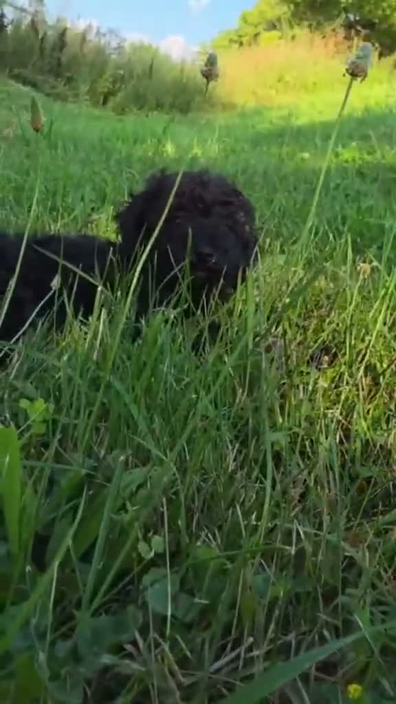 Miniature Poodle dogs for sale: Spruce - Video 1