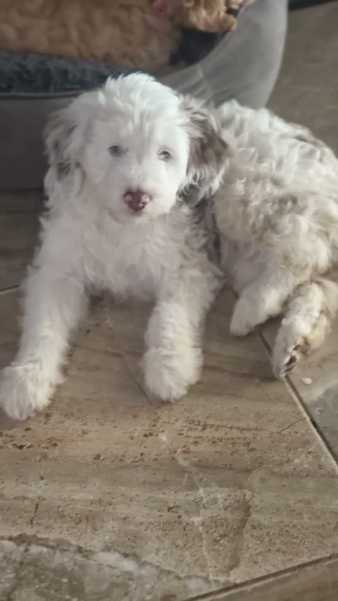 Aussiedoodle dogs for sale: Aussiedoodle 5 - Video 4