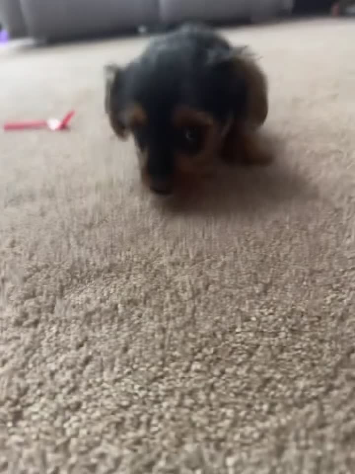 Yorkshire Terrier dogs for sale: Sage - Video 1