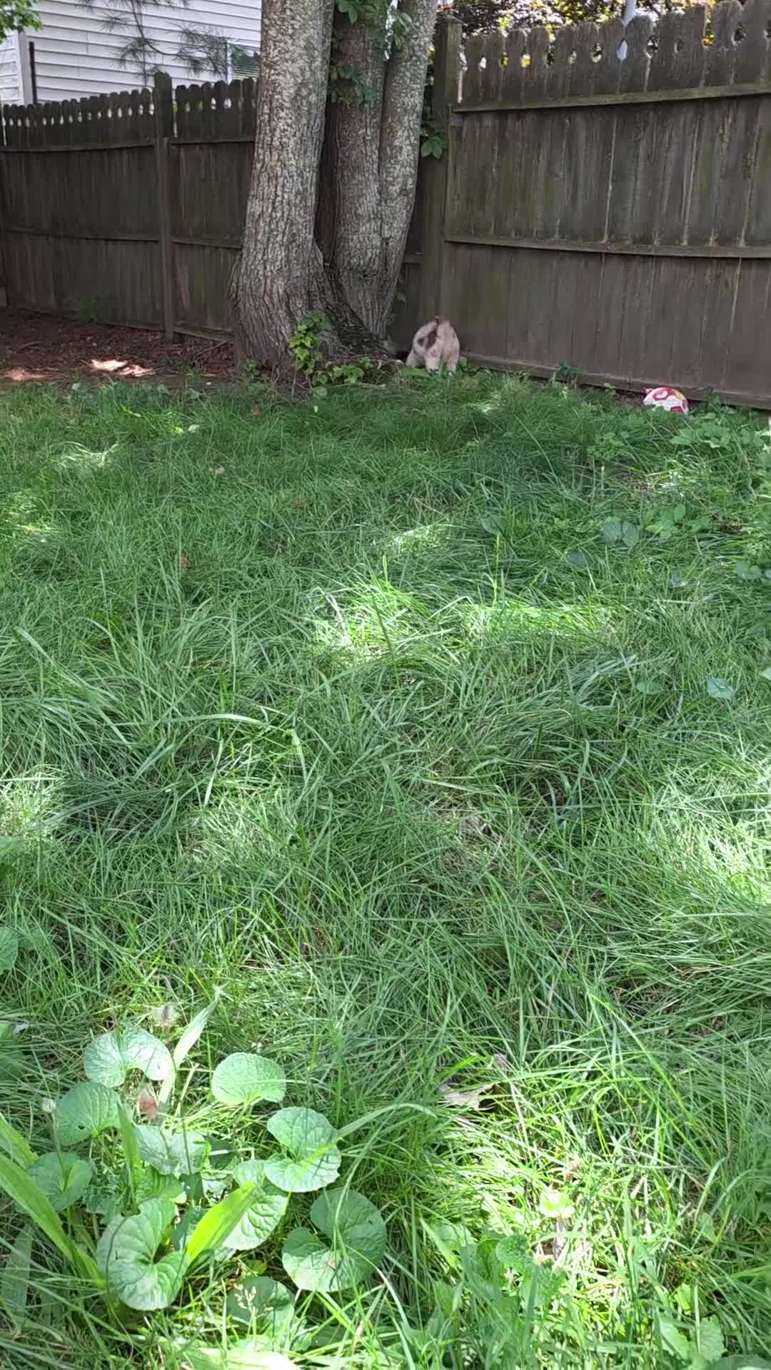 Australian Shepherd dogs for sale: Red merle male - Video 1