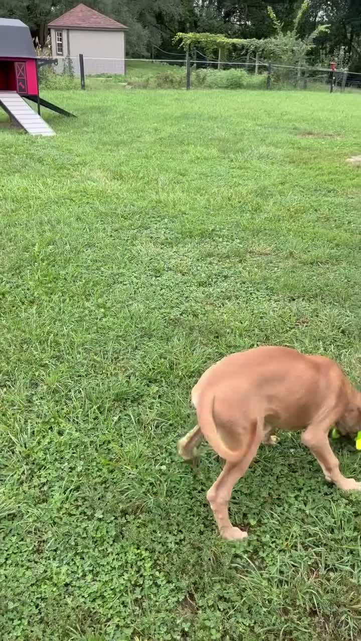 Great Dane dogs for sale: Patience Great Dane  - Video 1