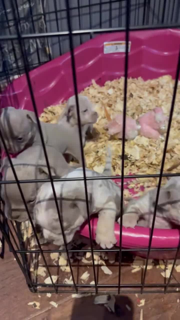 American Bully dogs for sale: Merle Female 5 - Video 2