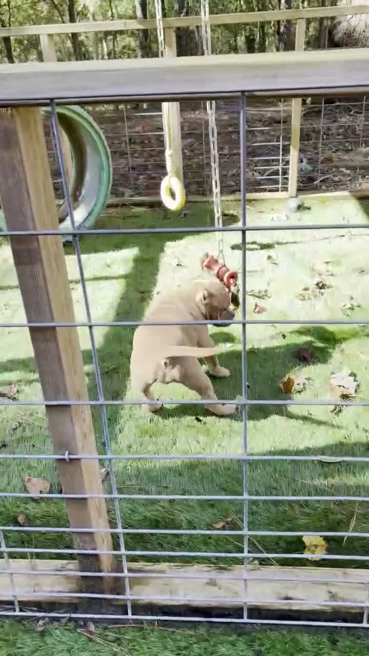 American Bully dogs for sale: Fawn Female - Video 1