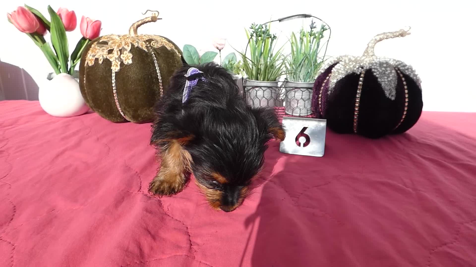 Yorkshire Terrier dogs for sale: Yorkshire Terrier 4 Thompson - Video 1