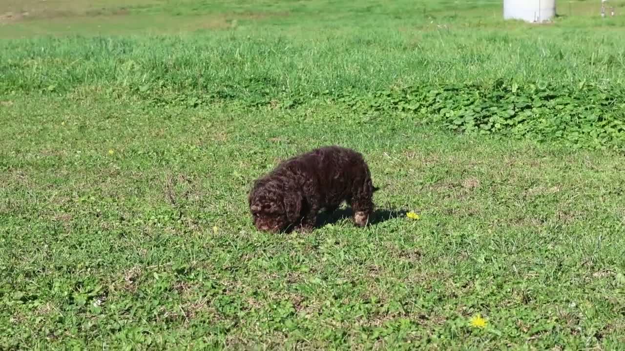 Cavapoo dogs for sale: Cocoa - Video 1