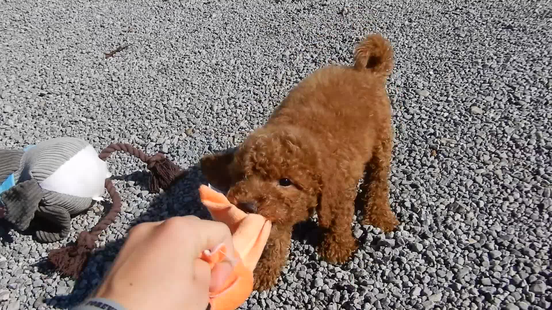 Mini Goldendoodle dogs for sale: Theo (medium) - Video 1