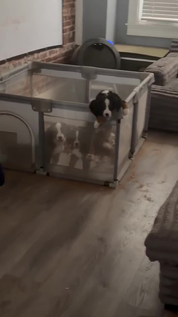 Bernese Mountain Dog dogs for sale: Bernese Mountain Dog 1 - Video 5