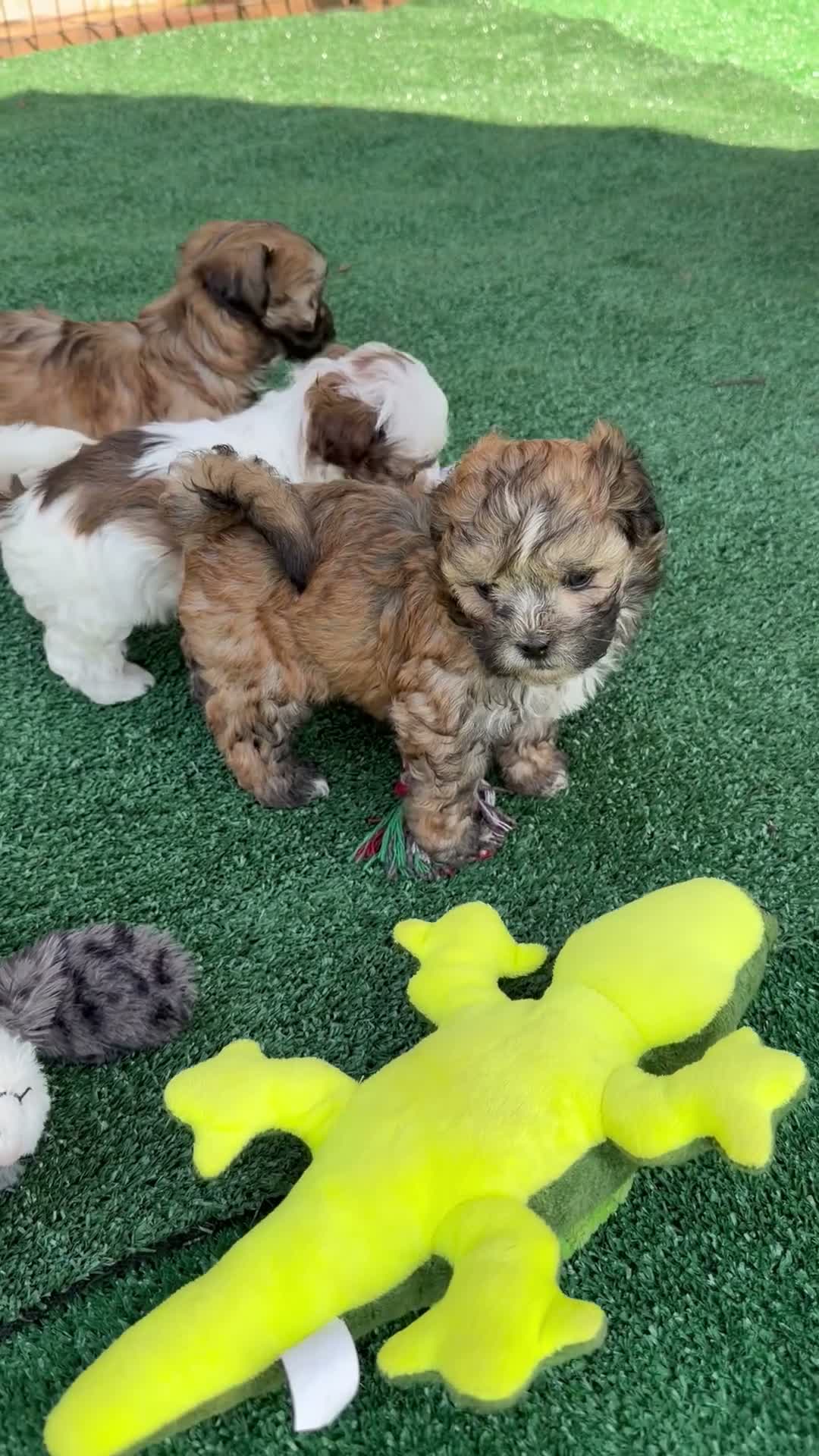 Shihpoo dogs for sale: Shihpoo 1 - Video 1