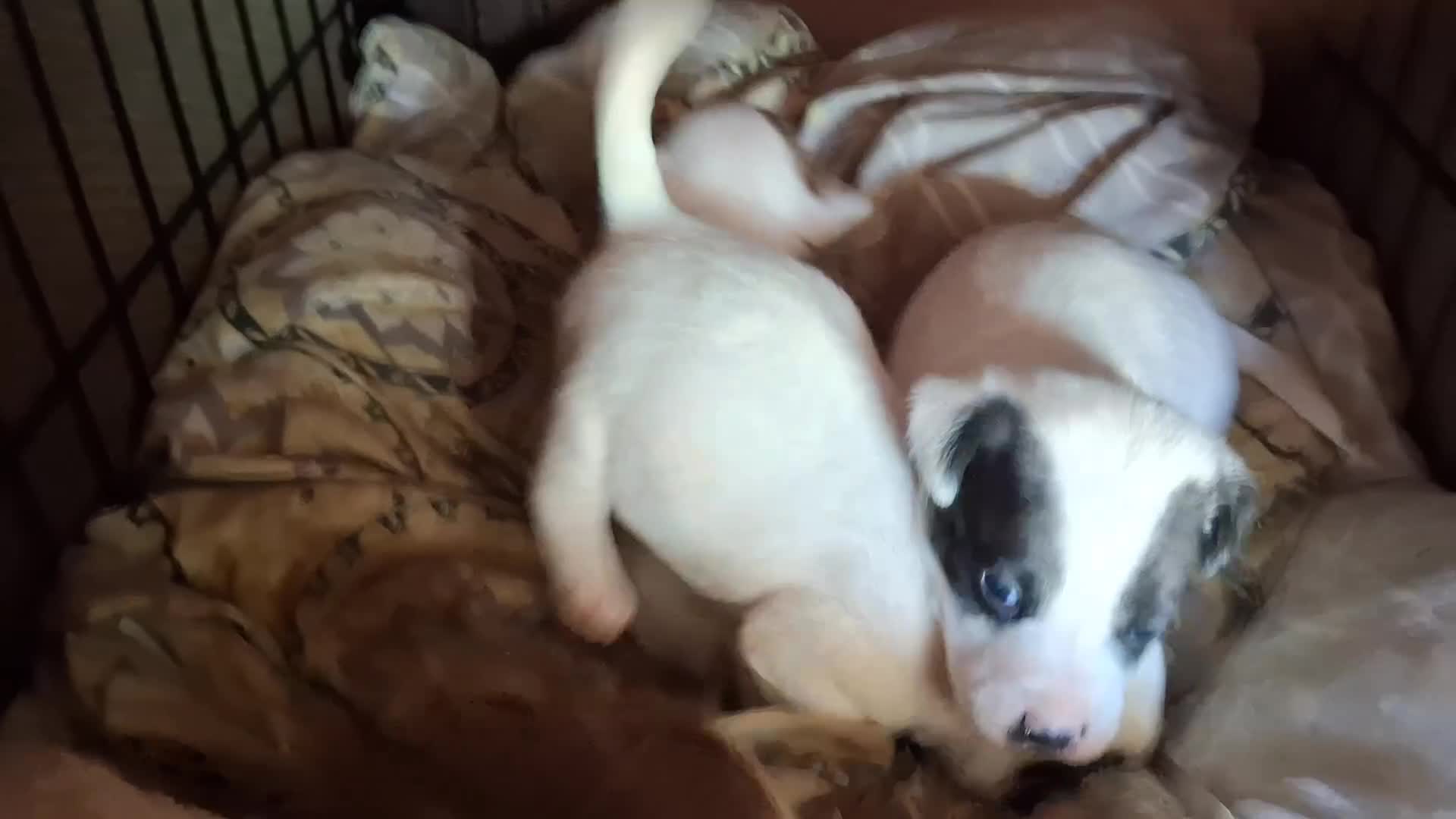 Jack Russell Terrier dogs for sale: Jack Russell Terrier 3 - Video 3