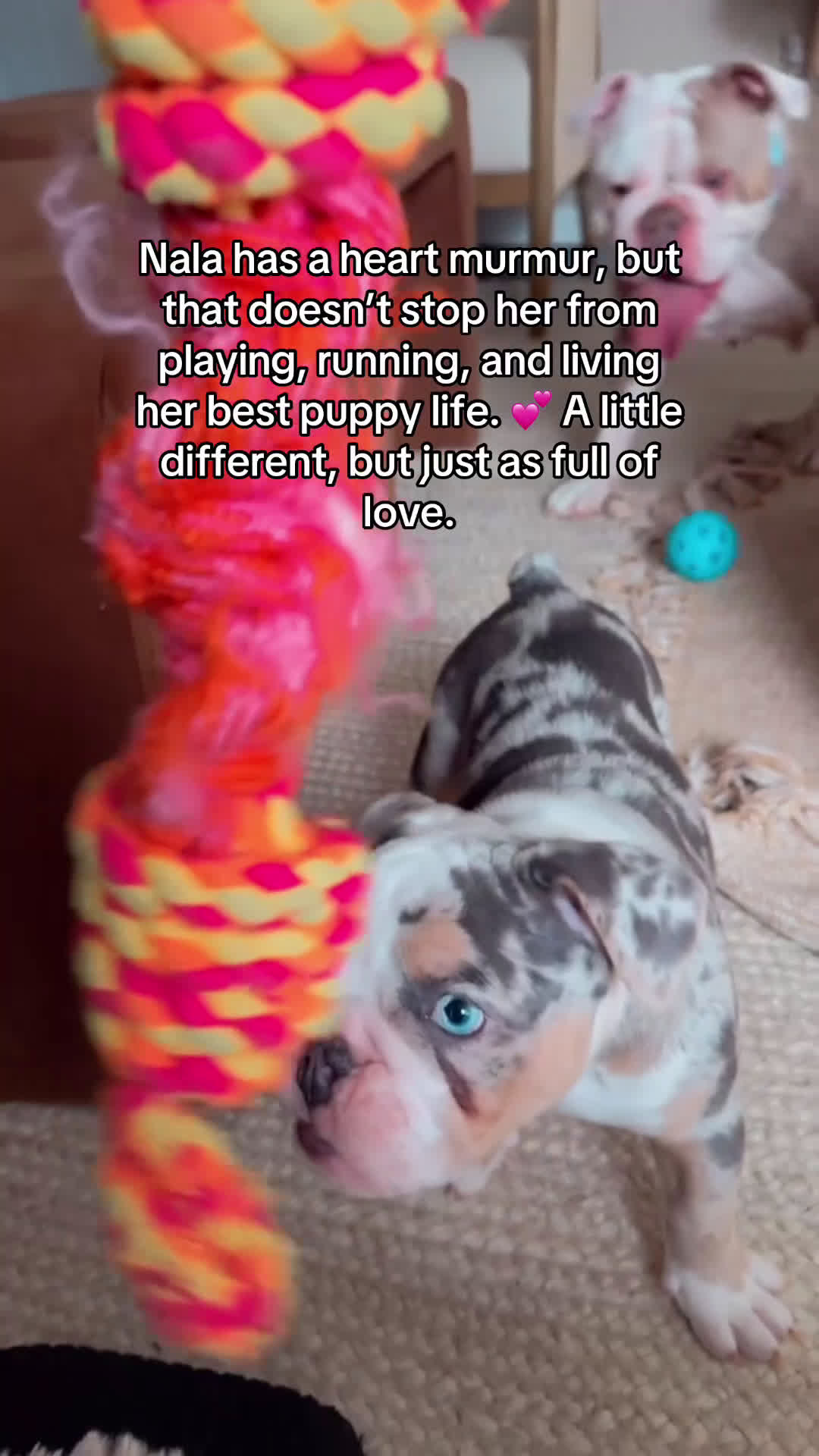 English Bulldog dogs for sale: Tri-merle English Bulldog Puppy vet noted heart murmur - Video 1