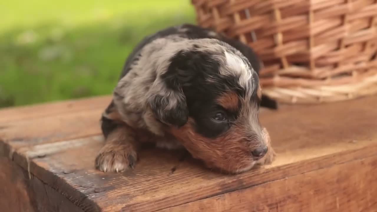 Mini Bernedoodle dogs for sale: Cornell F1 Mini Bernedoodle  - Video 6
