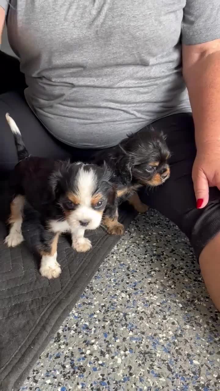Cavalier King Charles Spaniel dogs for sale: Percy #2 Female - Video 1