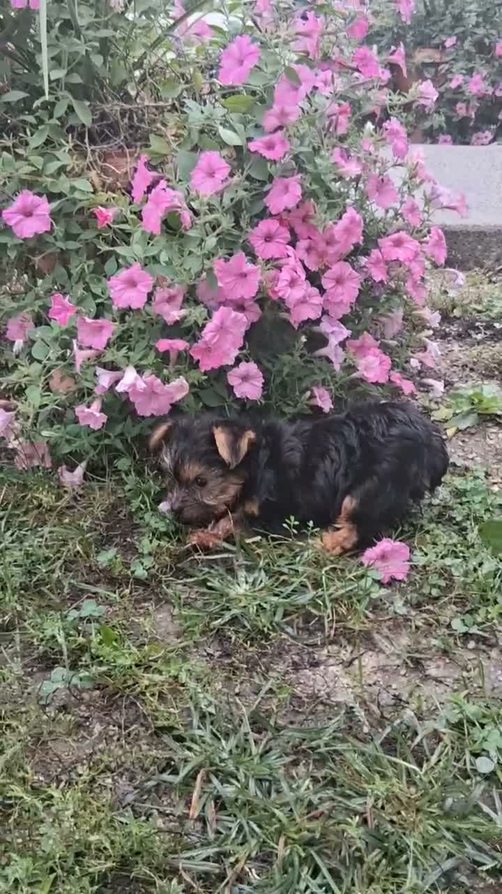 Yorkshire Terrier dogs for sale: Alena - Video 1