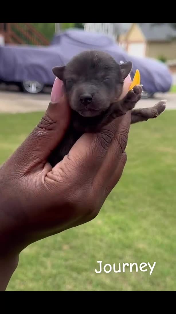 Yorkshire Terrier dogs for sale: Yorkshire Terrier Puppy 4 - Video 5
