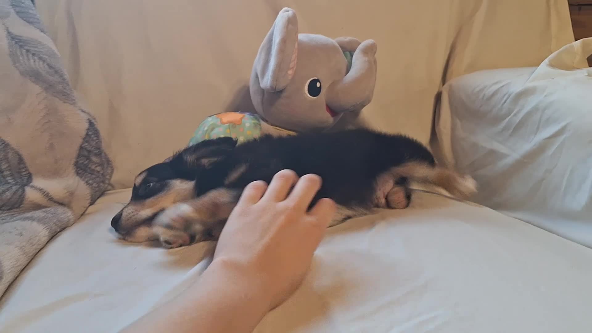 Miniature Australian Shepherd dogs for sale: Gizmo - Video 2