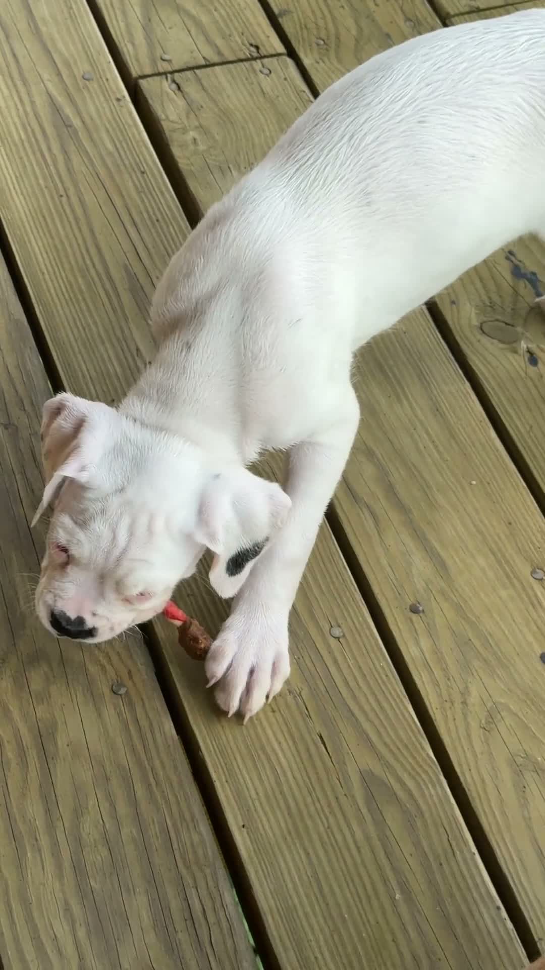 Boxer dogs for sale: RUBY-AKC-Euro lines  - Video 5