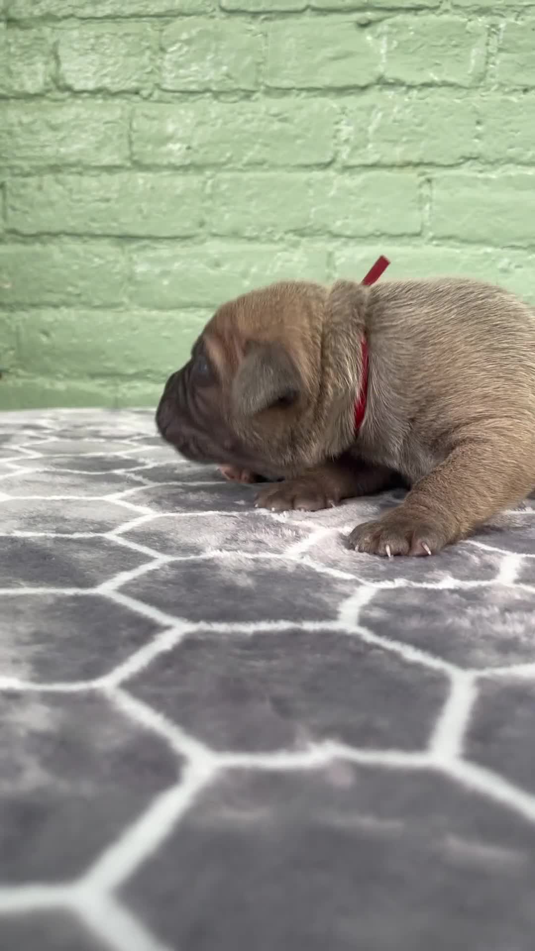 Cane Corso dogs for sale: Cane Corso 2 - Video 2